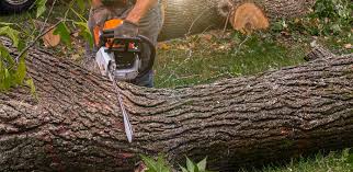 Best Sod Installation  in Mount Hope, NJ