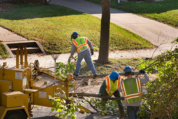 How Our Tree Care Process Works  in  Mount Hope, NJ