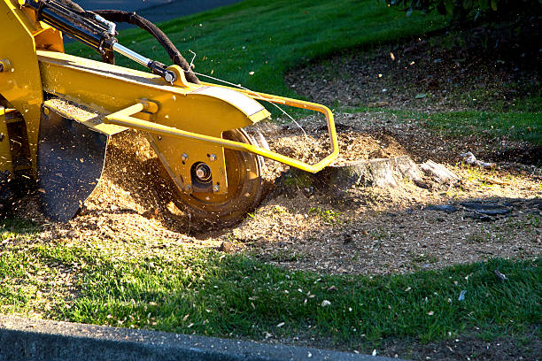 Grass Overseeding in Mount Hope, NJ